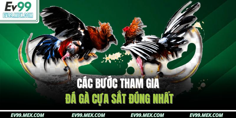 Các bước tham gia đá gà cựa sắt đúng nhất