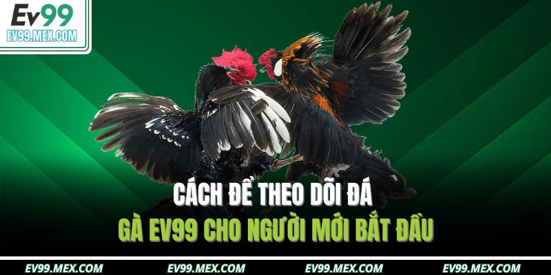 Cách để theo dõi đá gà EV99 cho người mới bắt đầu