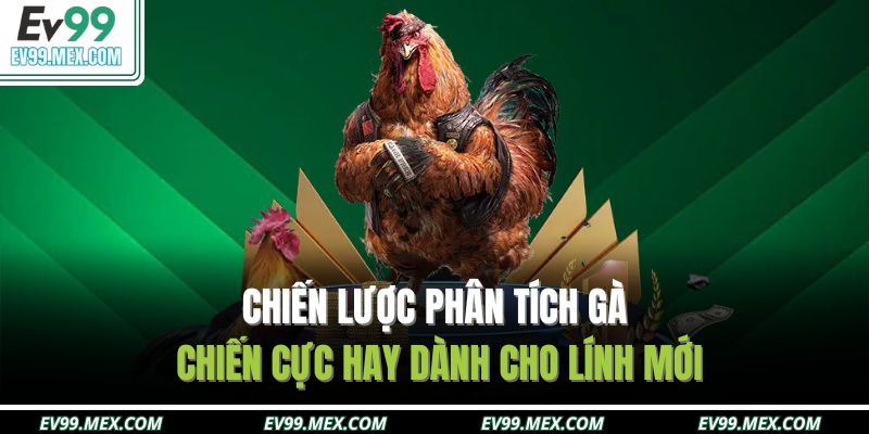 Chiến lược phân tích gà chiến cực hay dành cho lính mới
