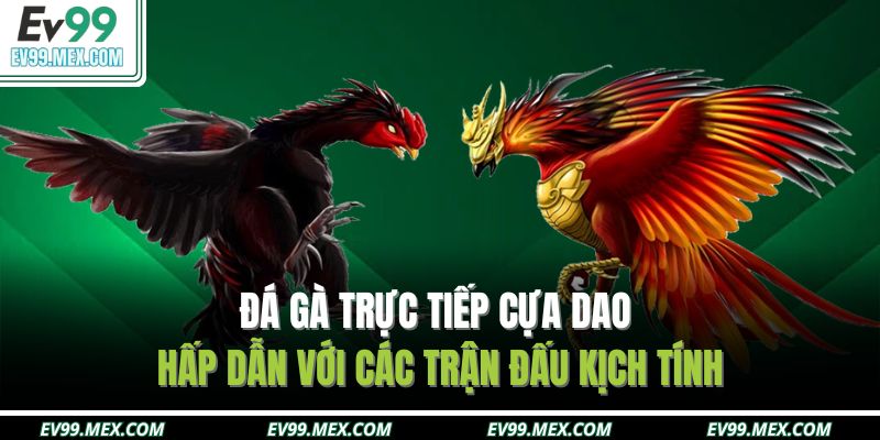 Đá gà trực tiếp cựa dao