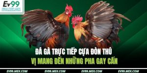 Đá gà trực tiếp cựa đòn