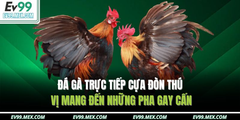 Đá gà trực tiếp cựa đòn