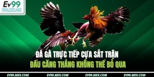 Đá gà trực tiếp cựa sắt