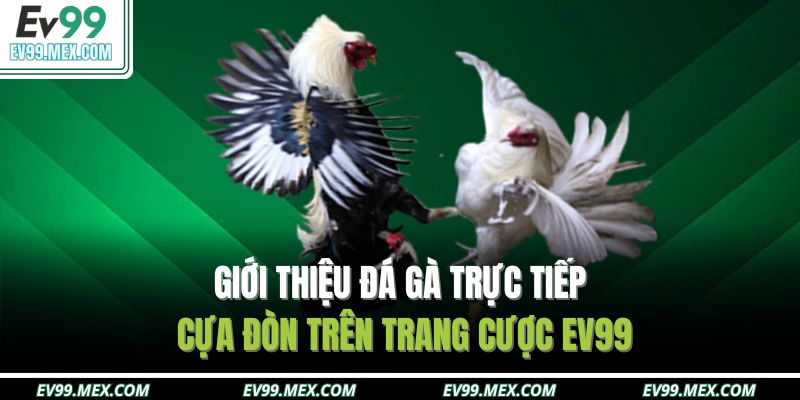 Giới thiệu đá gà trực tiếp cựa đòn trên trang cược EV99