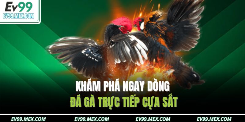 Khám phá ngay dòng đá gà trực tiếp cựa sắt