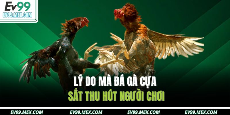 Lý do mà đá gà cựa sắt thu hút người chơi