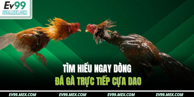 Tìm hiểu ngay dòng đá gà trực tiếp cựa dao