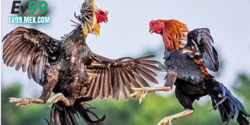 Chơi đá gà EV99 đỉnh cao